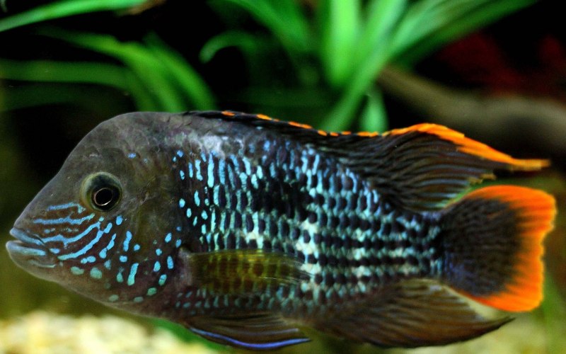 Попугай синий тигровый Hybrid Cichlid