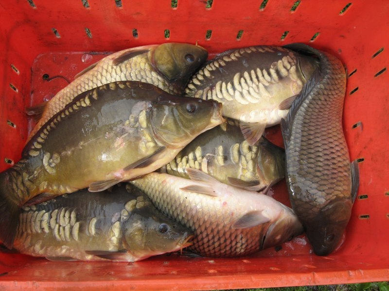 Сазан (= Карп обыкновенный) – Cyprinus Carpio