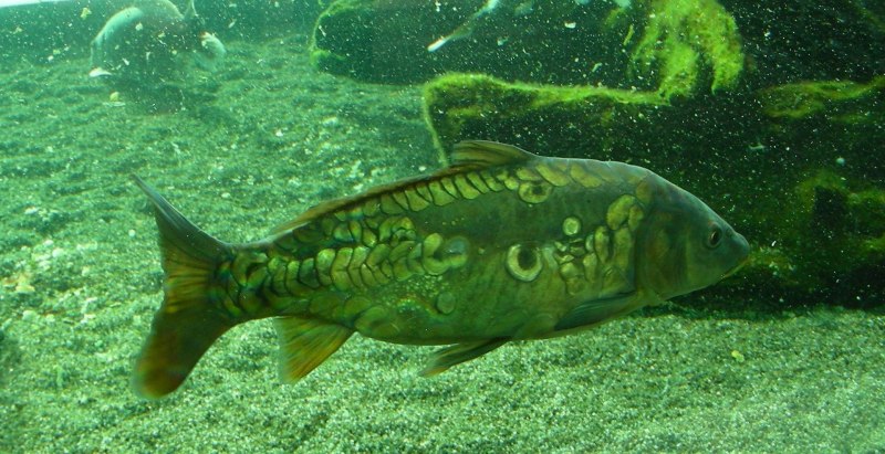 Карп (Cyprinus Carpio)