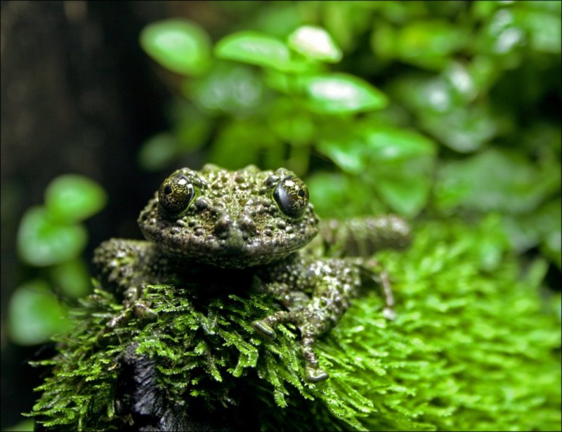 Лишаистый веслоног (Theloderma corticale)
