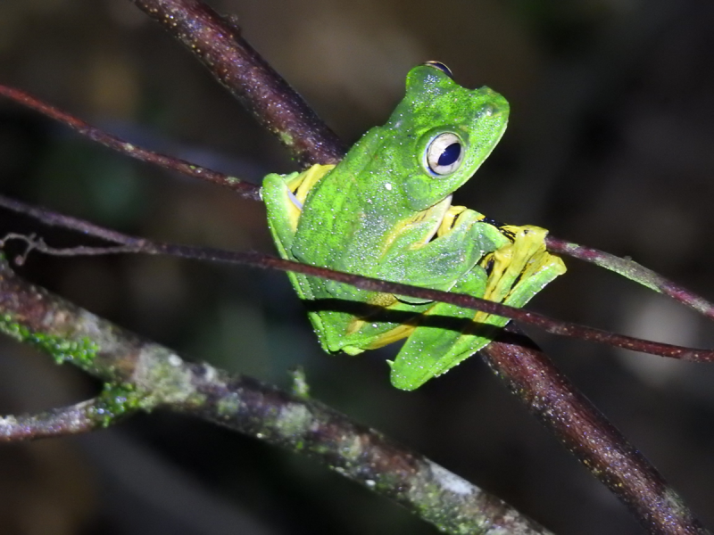 Anaxyrus americanus