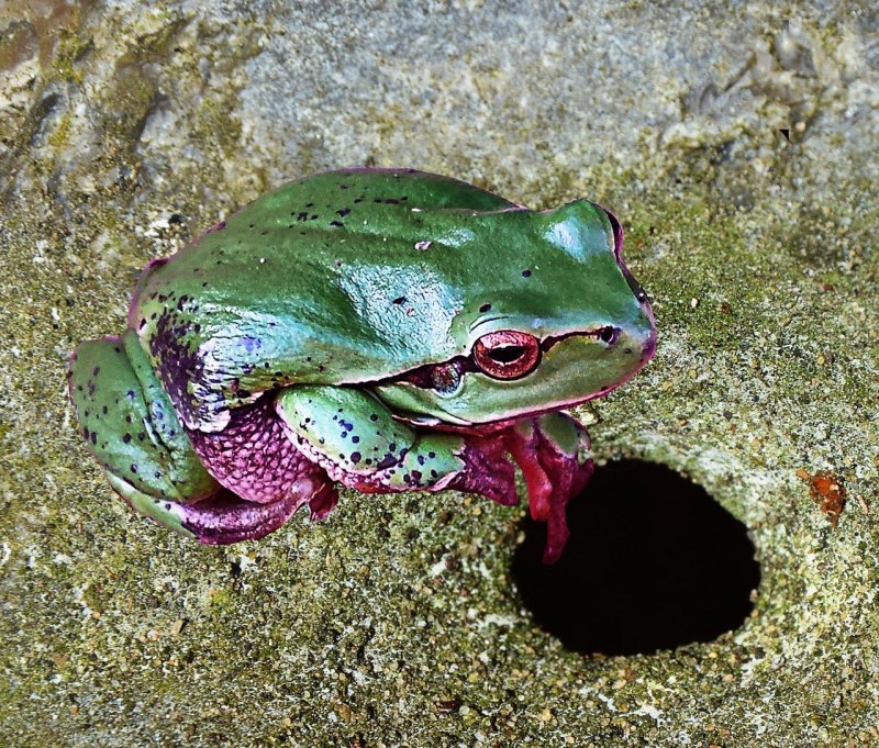 Theloderma corticale, или Вьетнамская Болотная лягушка