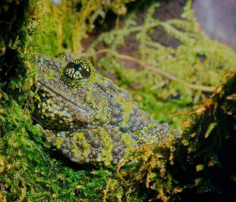 Лишаистый веслоног (Theloderma corticale)