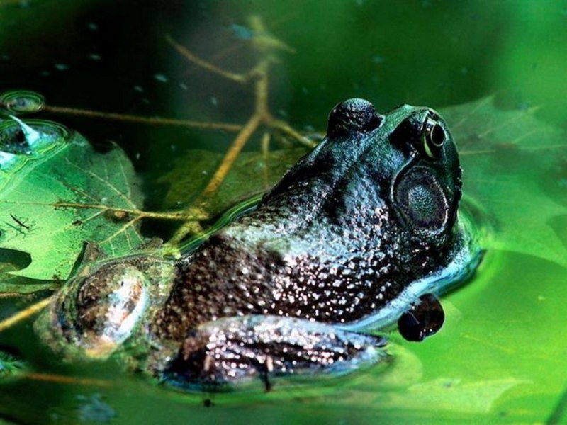 Ужасный листолаз (phyllobates terribilis)