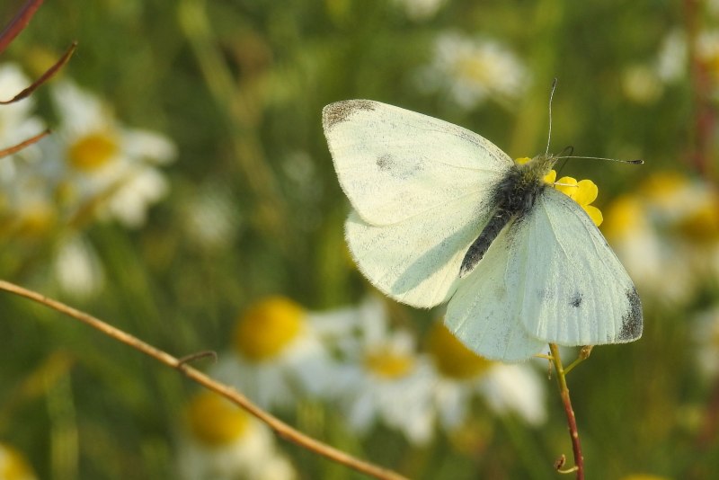 Pieris brassicae