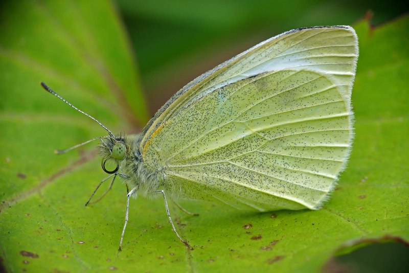 Бабочка-Белянка Pieris
