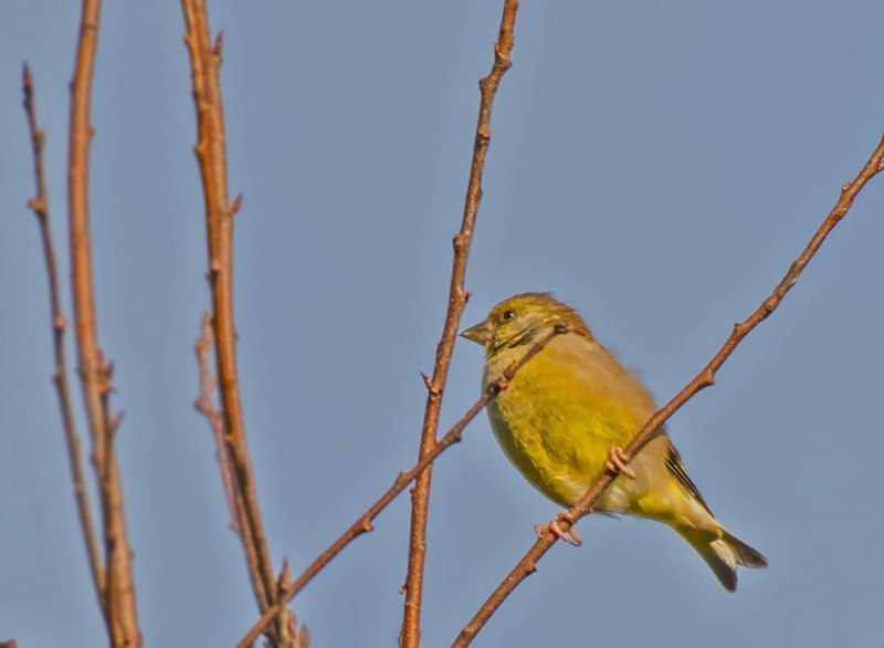 Белянка брюквенная Pieris napi