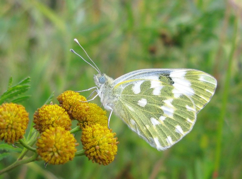 Желтушка Луговая COLIAS hyale