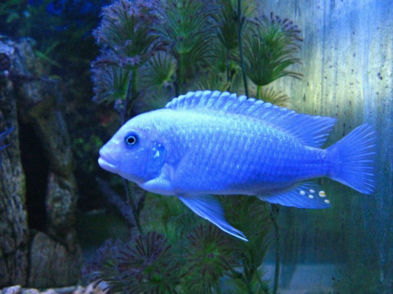 Псевдотрофеус Пиндани Pseudotropheus socolofi
