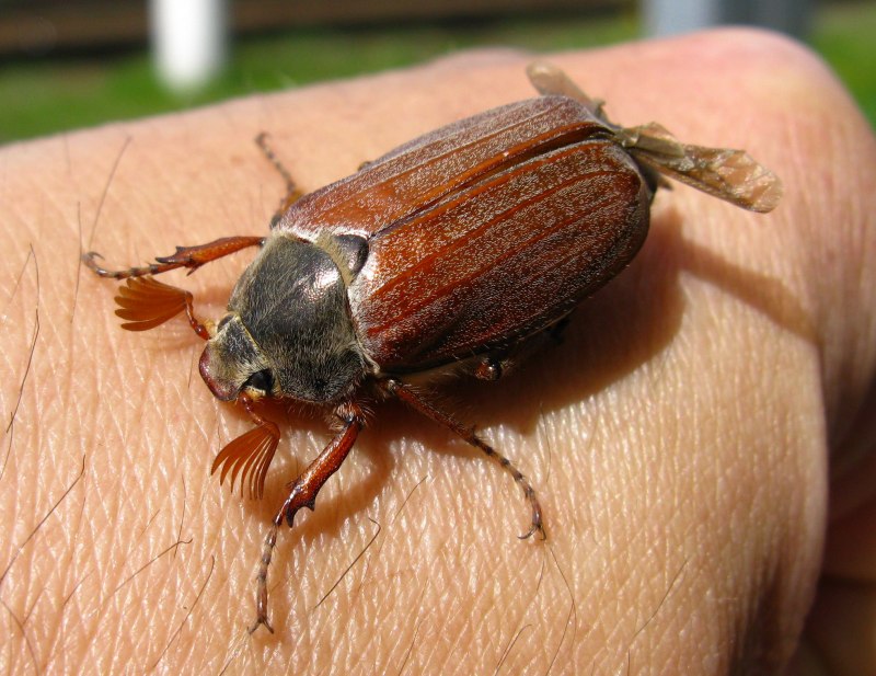 Майский жук коричневый (73 фото)