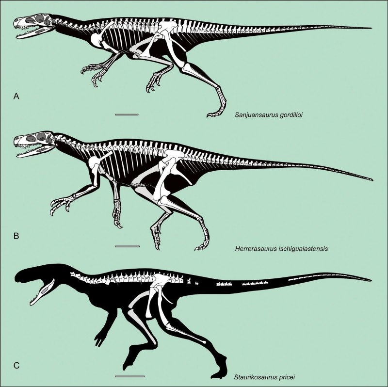 Herrerasaurus скелет