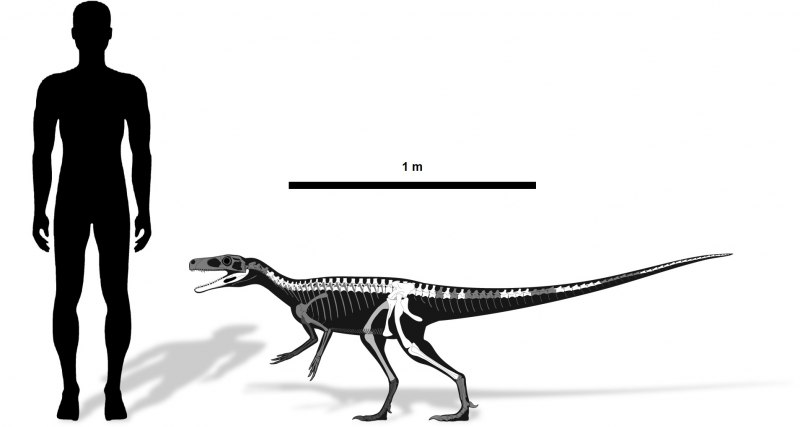 Herrerasaurus скелет