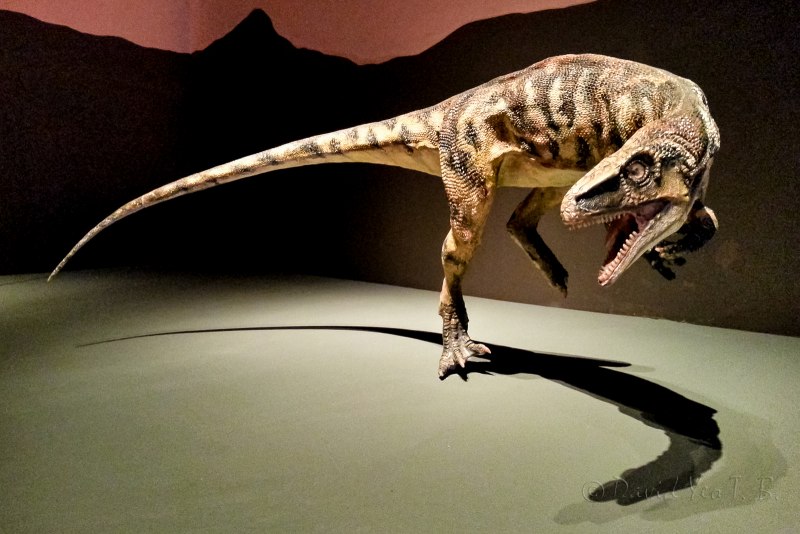 Eoraptor Lunensis