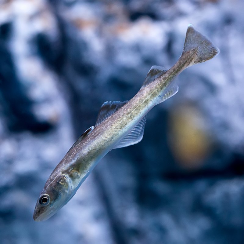Корюшка Рыбинское водохранилище