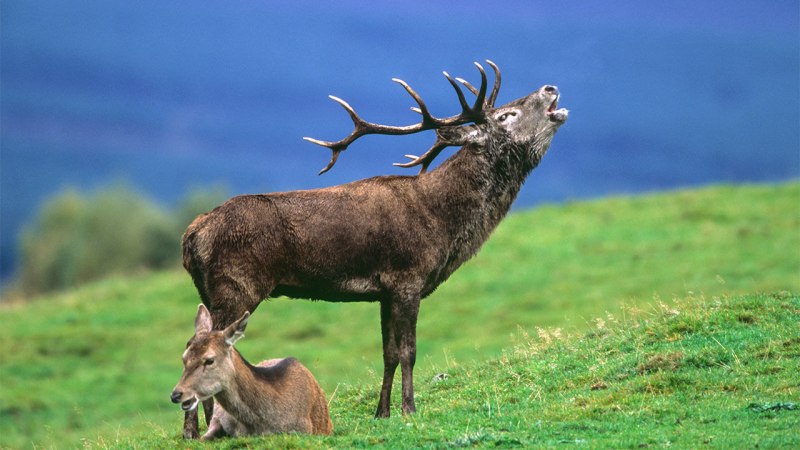 Благородный олень (Cervus elaphus)
