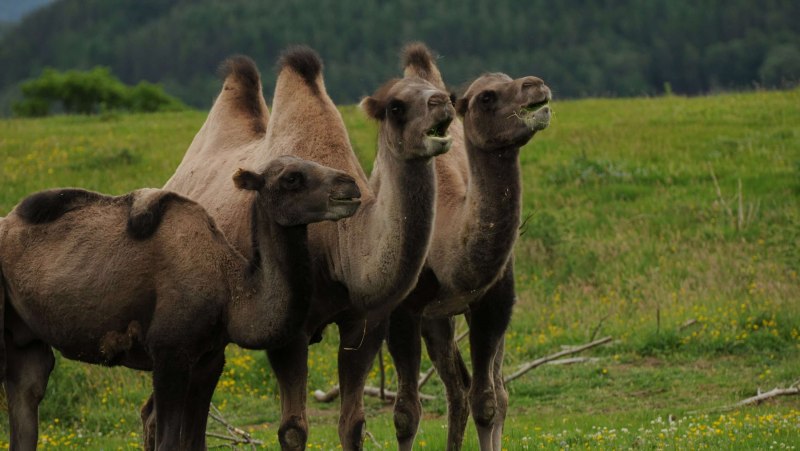 Camel Brown