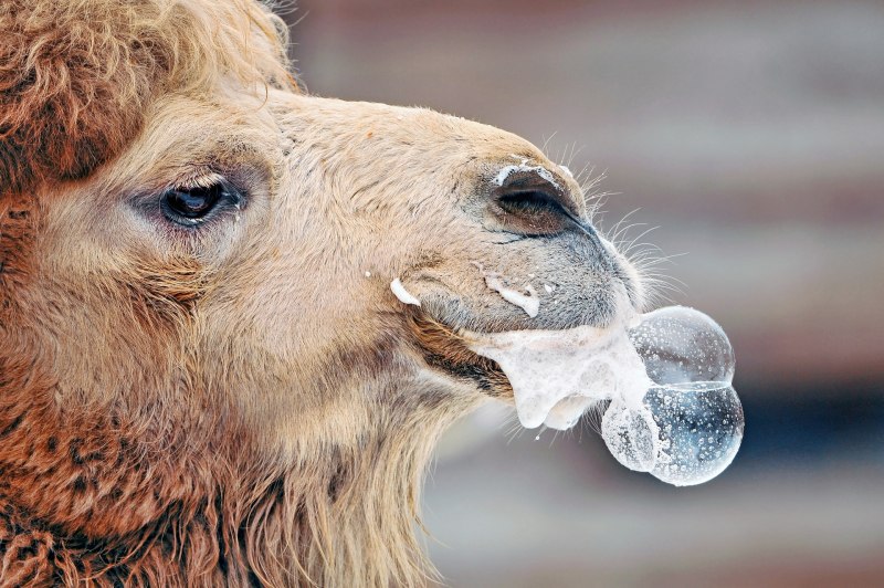Lama Glama