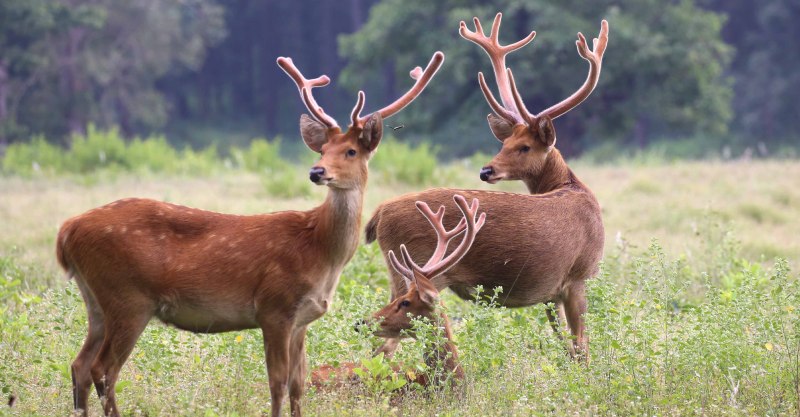 Олень-Лира (Cervus eldii)