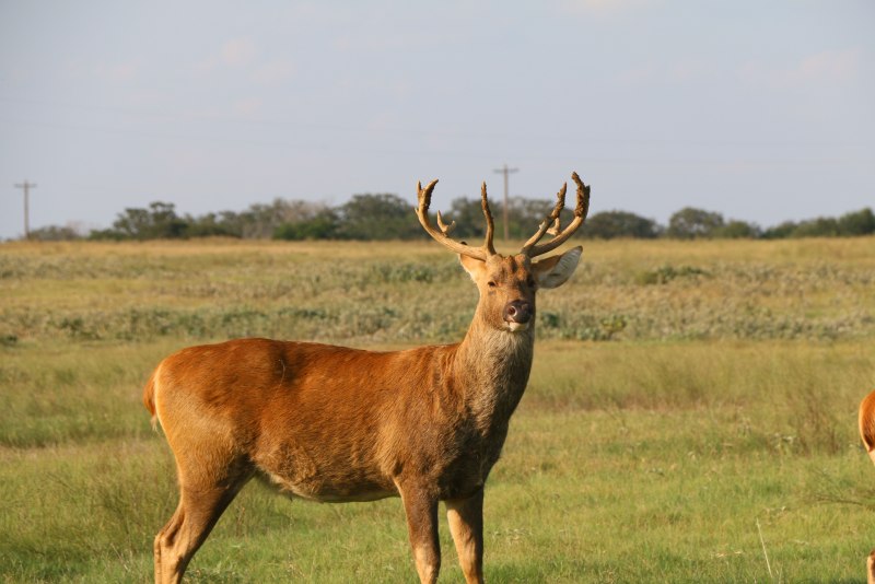Cervus duvaucelii)
