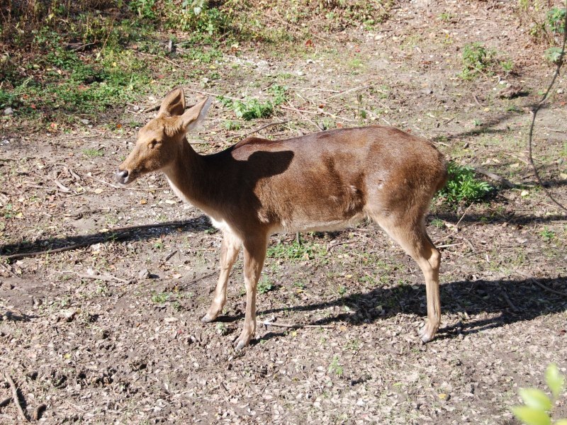 Deer j[EG P