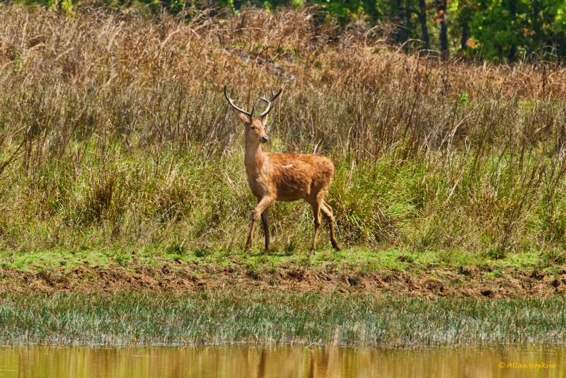 Cervus duvaucelii)