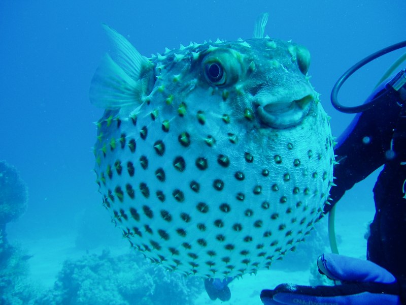 Arothron hispidus