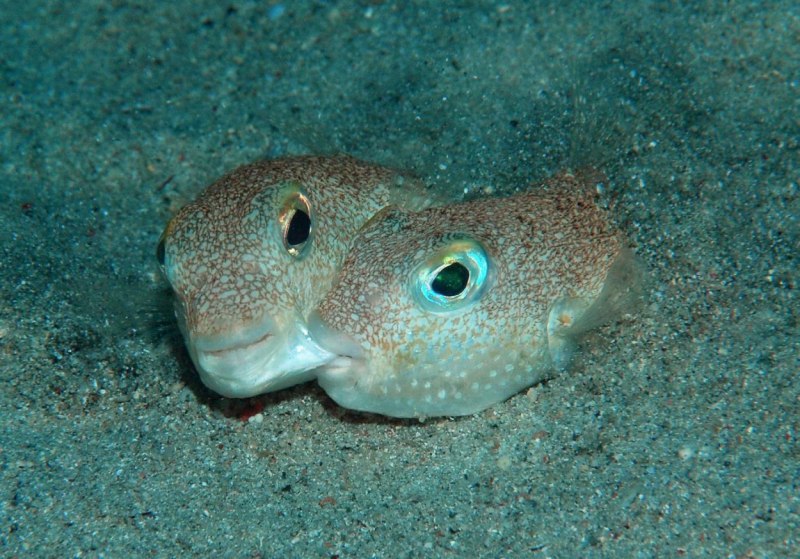 Arothron manilensis