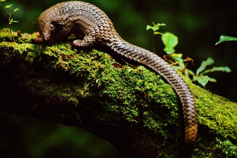 Phataginus tetradactyla