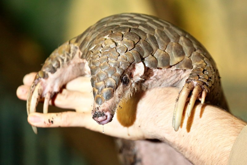 Psammodromus algirus