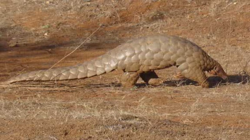 Varanus glauerti