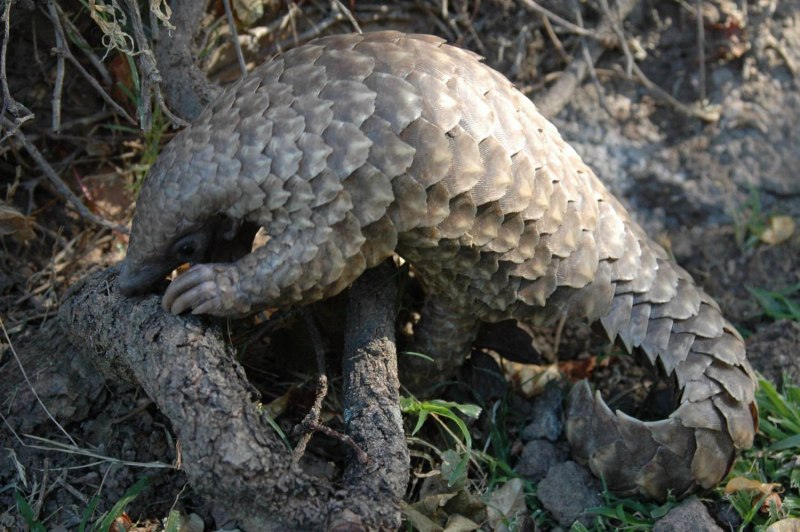 Отряд панголины (Pholidota