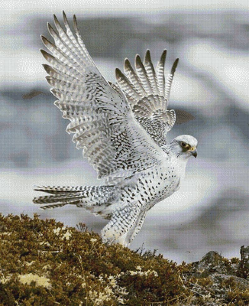 Кречет - Falco rusticolus Linnaeus