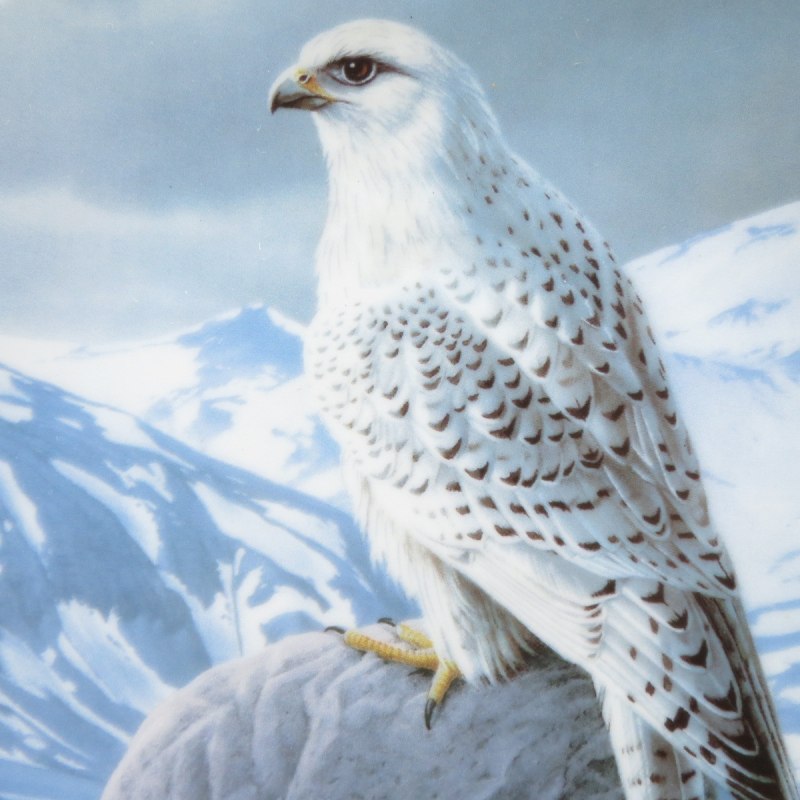 Кречет Falco rusticolus