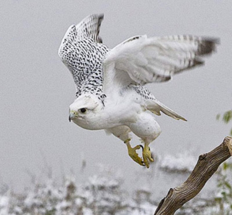 Кречет - Falco rusticolus Linnaeus