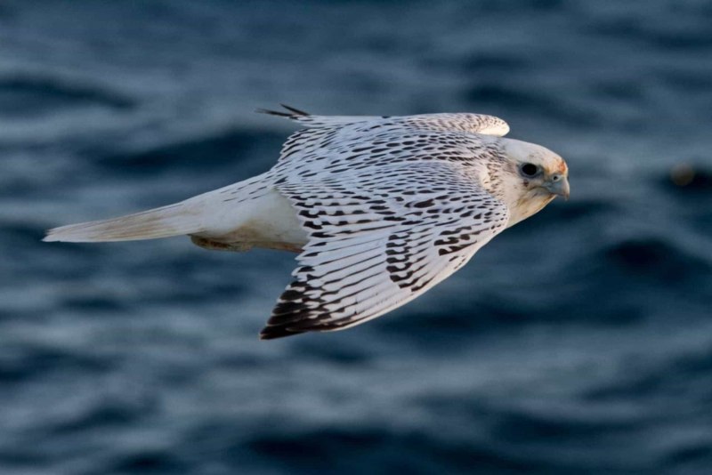 Кречет Falco rusticolus