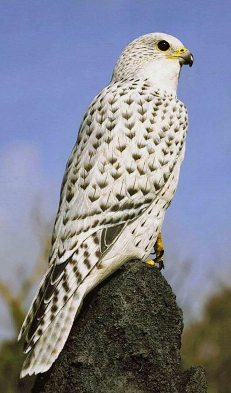 Кречет Falco rusticolus