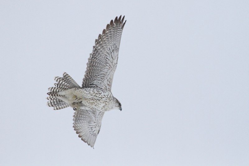 Кречет - Falco rusticolus Linnaeus