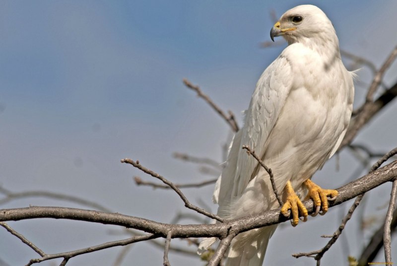 Кречет Falco rusticolus