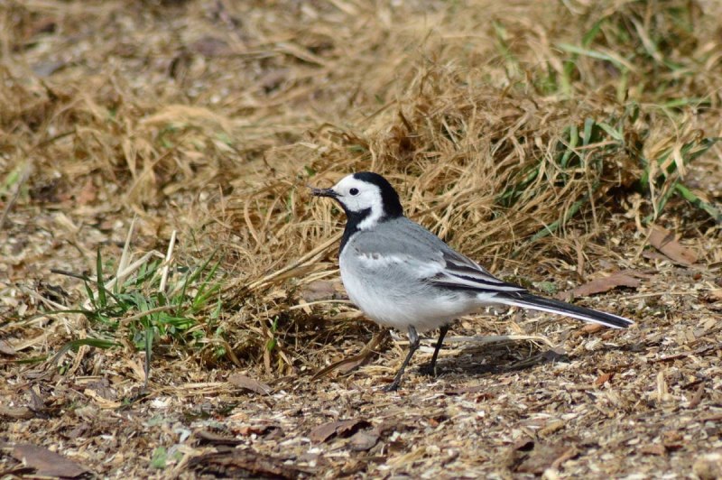 Белая трясогузка Motacilla Alba