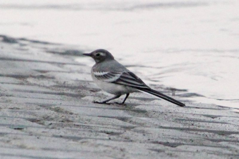 Горная трясогузка (Motacilla cinerea)