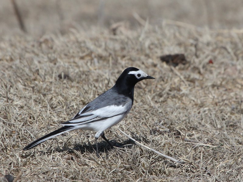 Белая трясогузка Motacilla Alba