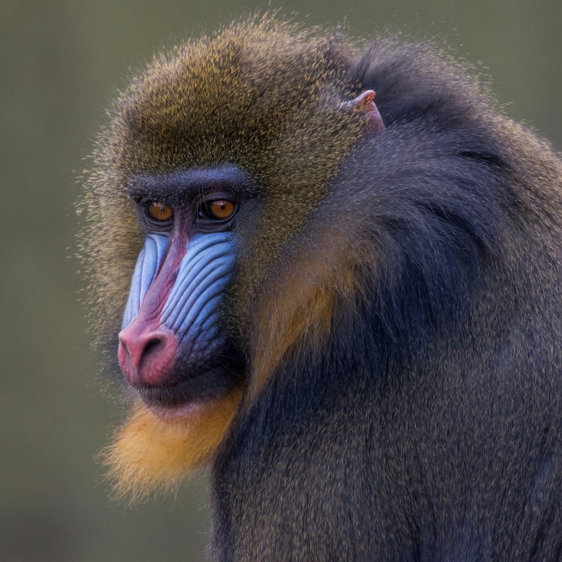 Ateles paniscus paniscus