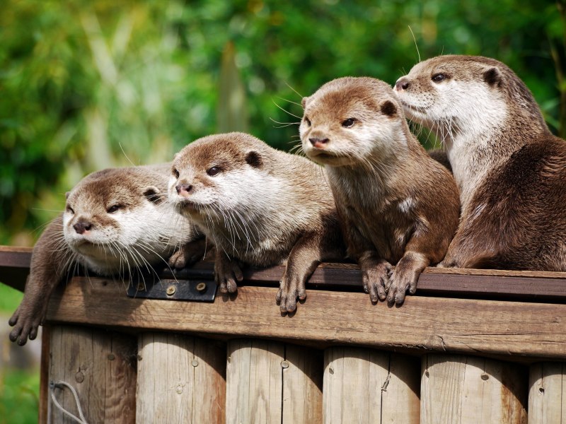 Длиннохвостая выдра (Lontra longicaudis)