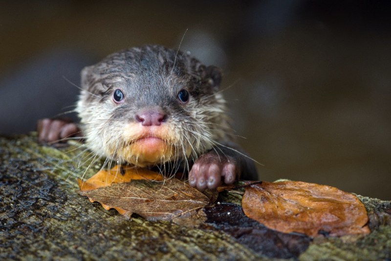 Выдры Otters