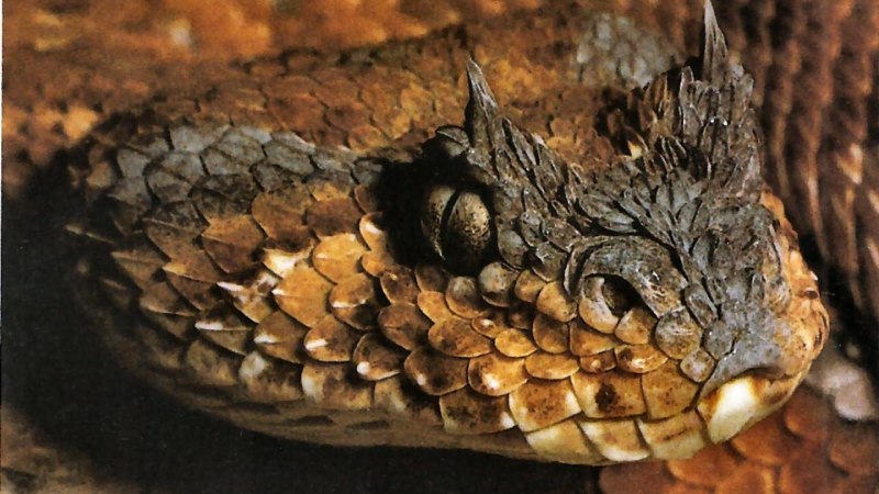 Atheris ceratophora