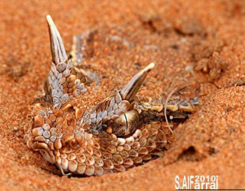 Crotalus cerastes — рогатый гремучник