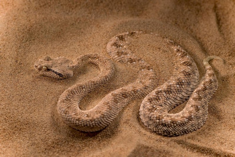 Pseudocerastes persicus