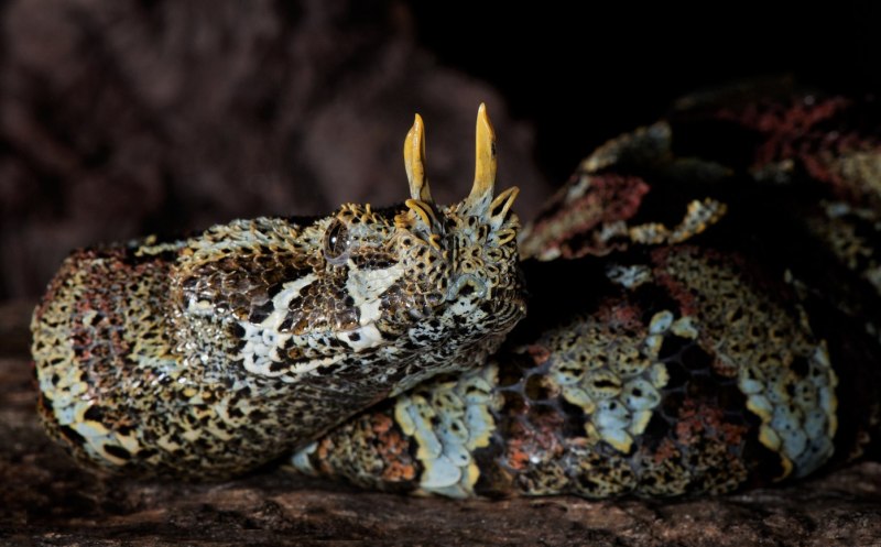 Bush Viper змея