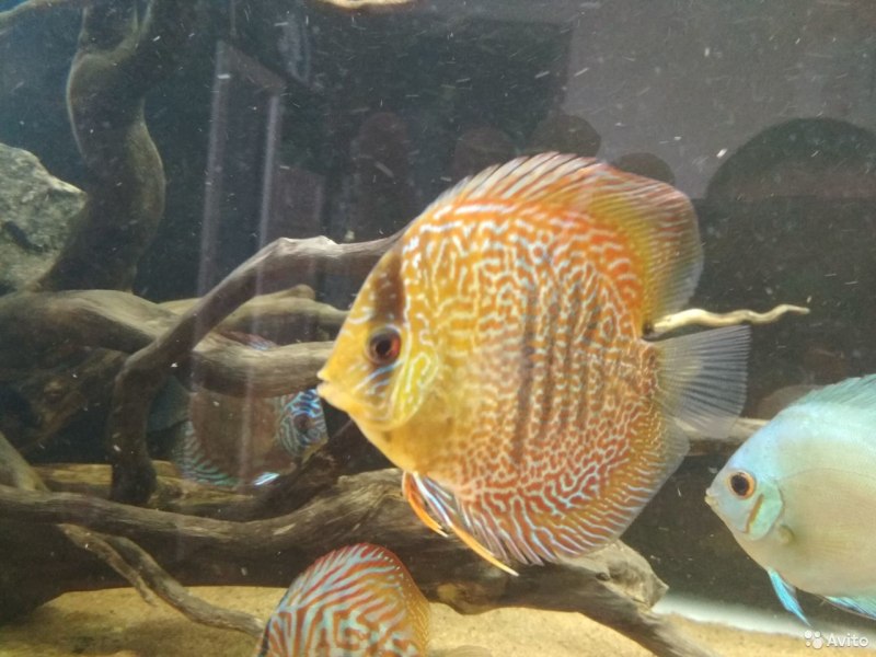 Дискус Хеккеля (Symphysodon Discus)