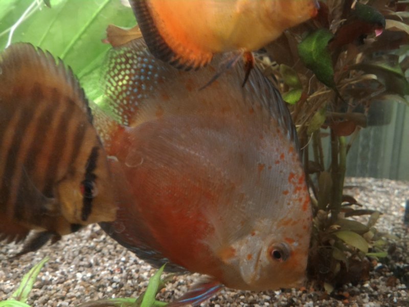 Discus 1pro"
